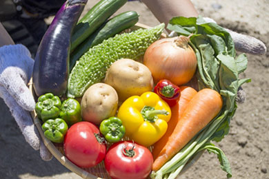 農家の方が分けてくださる新鮮な野菜は、配送ではお届けできないので、お母さんたちにとても喜ばれています。