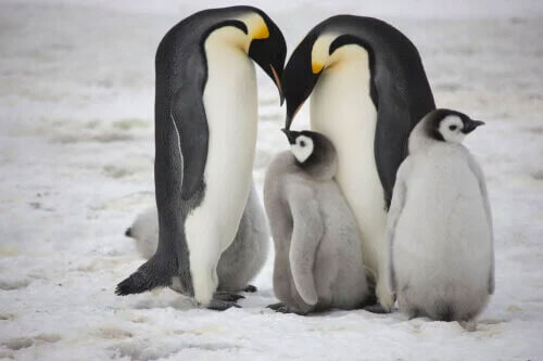 家族愛の強いペンギン