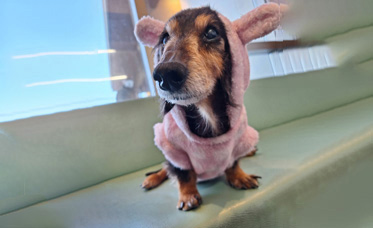 15歳の愛犬・ナツコ。私の仕事中は母が世話をしてくれていました。